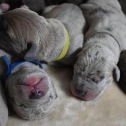 Great Dane Puppies from Bond Acres Great Danes