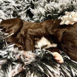 Poodle Puppies from The Poodle Boutique