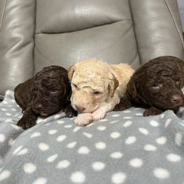 Boy 2 - Brown male Lagotto Romagnolo puppy in Akron, New York from Almar Lagotto