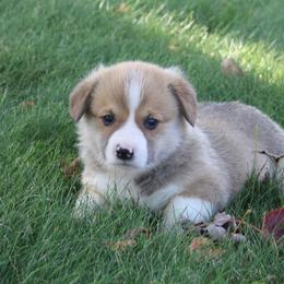 Acorn - Sable male Pembroke Welsh Corgi puppy in Greentop, Missouri from Sevits Corgis & Golden Retrievers