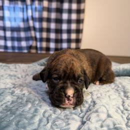 Boy 1 - Brindle male Boxer puppy in Prestonsburg, Kentucky from Bre’s Boxers