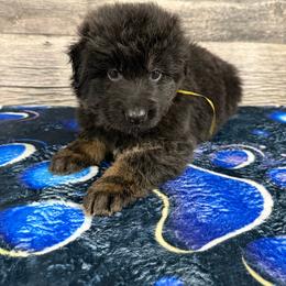 Yellow female - Black and red female German Shepherd puppy in Herrick, South Dakota from Dakota Shepherds Kennels