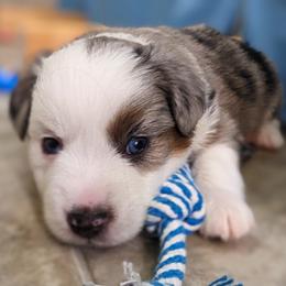 Bonfire BMM with blue eyes - Blue merle Miniature Australian Shepherd puppy in Bonita Springs, Florida from Everts Mini Aussies