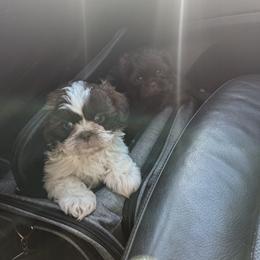 Shih Tzu Puppies from Morgan's Shih Tzus
