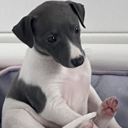 Bluebell - White and blue Whippet puppy in Belgrade, Montana from Lexylews Montana Whippets