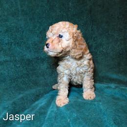 Jasper - Buff male Cockapoo puppy in Sunset, Louisiana from Cano Cockapoos