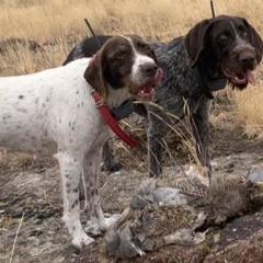 German Wirehaired Pointers from Dry Creek Wirehair Kennel