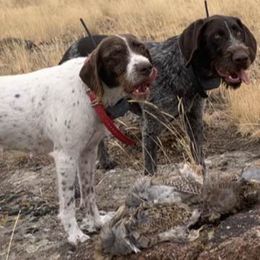 German Wirehaired Pointers from Dry Creek Wirehair Kennel