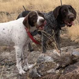 German Wirehaired Pointers from Dry Creek Wirehair Kennel