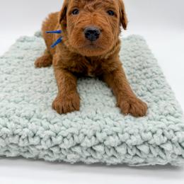 Tornado - Apricot male Goldendoodle puppy in Sunman, Indiana from Brunsman Country Doodles LLC
