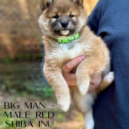 Big Man - Red male Shiba Inu puppy in Sharpsburg, Georgia from H & J Shiba Inu’s