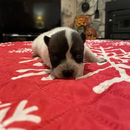 Queen Boy 1 - Blue speckled male Australian Cattle Dog puppy in Monroe, Louisiana from The Sweet Kennels