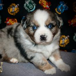 River - Blue merle male Miniature Australian Shepherd puppy in El Dorado Springs, Missouri from HP Aussie Kennels