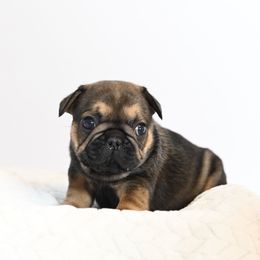 Billy - Fawn male French Bulldog puppy in Keeseville, New York from Big Sky Frenchies
