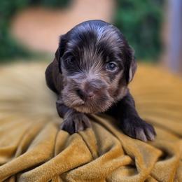 Bambi - Merle female Goldendoodle puppy in Decatur, Tennessee from Diamond's Doodles