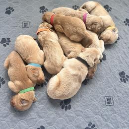 Golden Retriever Puppies from Wise Goldens