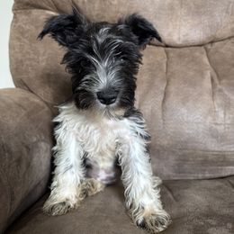 Clementine - Parti female Miniature Schnauzer puppy in The Rock, Georgia from Southern Paw Schnauzers