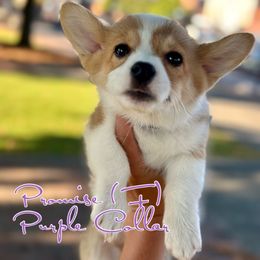 Girl 2 - Pembroke Welsh Corgi puppy in White, Georgia from Royal Diamond Corgis