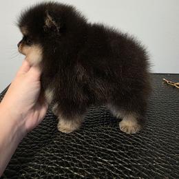 Frey - Black and tan male Pomeranian puppy in Wildersville, Tennessee from RoyalRarity's Poms & Enrichment