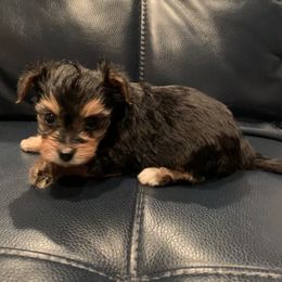 Yorkipoo and Yorkshire Terrier Puppies from Bougie Paws LLC