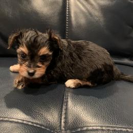 Yorkipoo and Yorkshire Terrier Puppies from Bougie Paws LLC