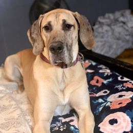 Kiah - Great Dane