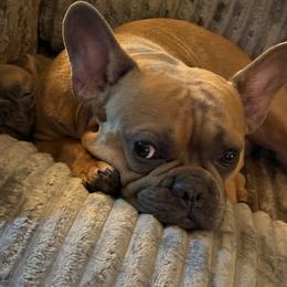 Finn - French Bulldog