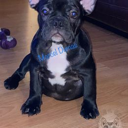 French Bulldog All Grown Up from Queens of The South Frenchies