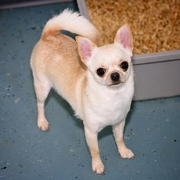 Sugar - Chihuahua