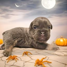 Pearl - Liver female French Bulldog puppy in Amarillo, Texas from Bomb City Bulldogs
