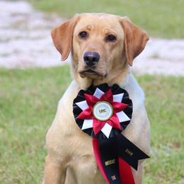 Molly - Labrador Retriever