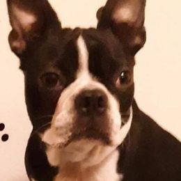 Boston Terriers from Beth's Boston Terriers