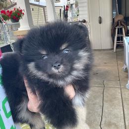 Spice - Black and tan female Pomeranian puppy in Avon Park, Florida from Mariska's Pomeranians
