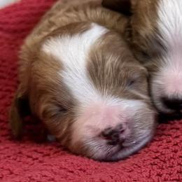 Durham - Red  male Goldendoodle puppy in Bountiful, Utah from Red Brick Doodles