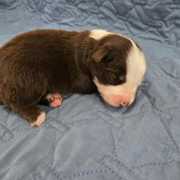 Ghoul - Red tri-color male Australian Shepherd puppy in Abilene, Texas from S&K Aussies N' Rotties