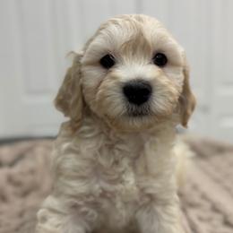 Hank - Cream male Cavapoo puppy in Martin, Tennessee from Min’s Cava-Cuties