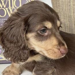 Chunk - Chocolate and tan male Dachshund puppy in Bentonville, Arkansas from Boujee Buns Dachshunds