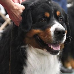 Bernese Mountain Dogs from Coolbear Bernese Mountain Dogs