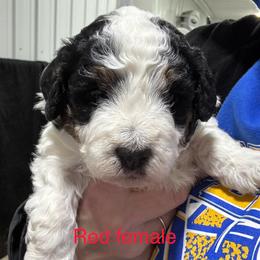 Abstract Parti Red - Black and white female Bernedoodle puppy in Petersburg, Michigan from Brittany’s Mini Bernedoodles