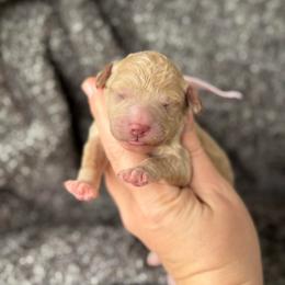 Jubilee - Apricot female Goldendoodle puppy in Wharton, Texas from Little Fur Friends