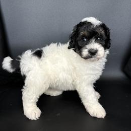 AC Slater - Black and white male Aussiedoodle puppy in Lake City, Florida from North Florida Poodles and Doodles