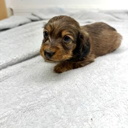 AKC Mickey - Sable male Dachshund puppy in Laveen, Arizona from Acosta Kennels