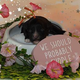 Uncle Sam - Black and white male Havanese puppy in Salt Lake City, Utah from Steal Your Heart Havanese