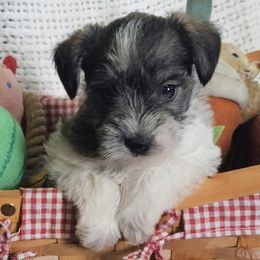 Miniature Schnauzers from Firefly Stables