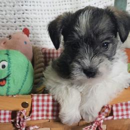 Miniature Schnauzers from Firefly Stables