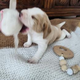 Beagle Puppies from Homegrown Beagles