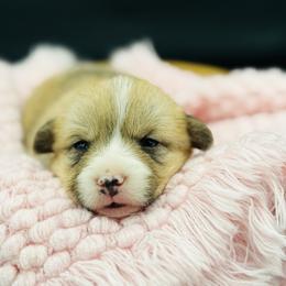 Female 1 - Red female Pembroke Welsh Corgi puppy in Hale, Michigan from All Hale Corgis