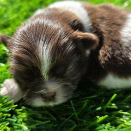 Jeanette - Chocolate female Shih Tzu puppy in Brighton, Missouri from Morningstar's Shih Tzu