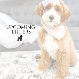 Goldendoodle puppies from Cedar Doodles- Home of the Teddybear Goldendoodle
