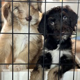 Goldendoodle Puppies from DM Hilltop FURfamily